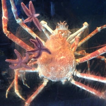 Long Island Aquarium - 2 Japanese spider crabs. They were HUGE and was shadowing each other - Aquariums Near Me - Riverhead, New York Long Island Aquarium - 2 Japanese spider crabs. They were HUGE and was shadowing each other - Aquariums Near Me - Riverhead, New York
