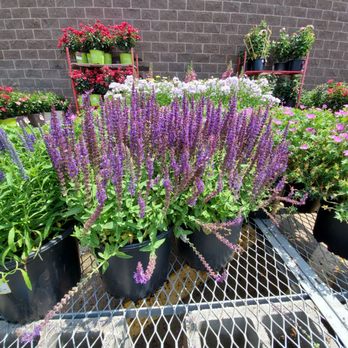 The Home Depot - salvia - Nurseries & Gardening Near Me - South Plainfield, New Jersey The Home Depot - salvia - Nurseries & Gardening Near Me - South Plainfield, New Jersey