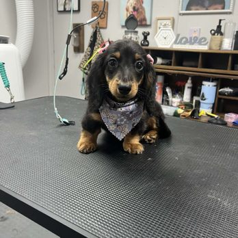 Muttcuts Pet Spa - Alma - Pet Groomers Near Me - Island Lake, Illinois