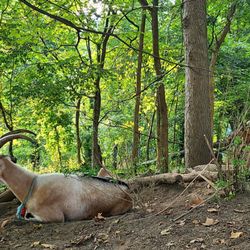 Riverside Park Conservancy - The annual resident goats