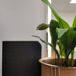 3 Wellness Home