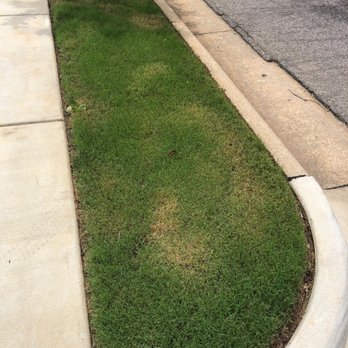 Arps Lawn Services - Grass dead and yellow, they treated it when it was to hot outside and made the yard look horrible. - Lawn Services Near Me - Raleigh, North Carolina