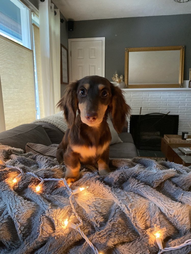 REESE’S RAINBOW MOBILE PET SALON Gresham, Oregon Updated October