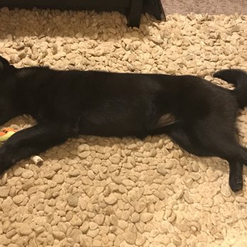 Mud Puppies - Riverside - Jupe after a day of playing :) - Pet Groomers Near Me - Austin, Texas