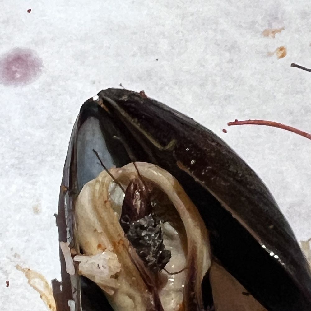 The Crab Pot Bellevue - Found a bug in our muscle - Seafood Near Me - Bellevue, Washington The Crab Pot Bellevue - Found a bug in our muscle - Seafood Near Me - Bellevue, Washington