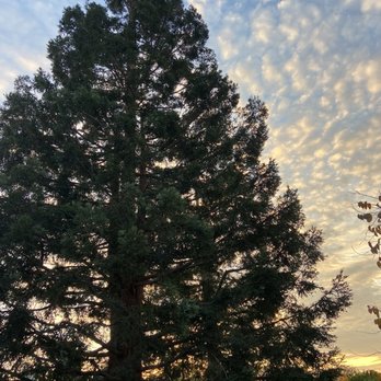 Valley Tree Care Service - Tree Services Near Me - Mountain View, California Valley Tree Care Service - Tree Services Near Me - Mountain View, California