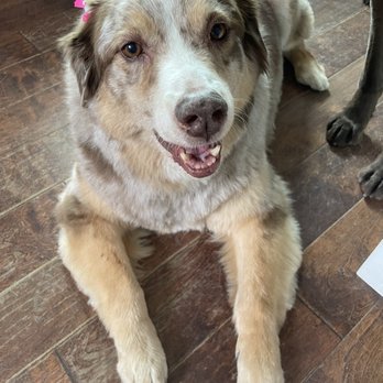 Bark Place Dog Grooming - Nikki - Pet Groomers Near Me - Covina, California