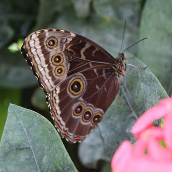 Butterfly Pavilion - Gorgeous - Museums Near Me - Westminster, Colorado