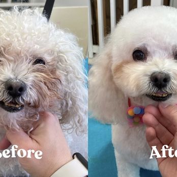 Pet Haven Grooming - Just one of the stunning transformations that takes place in our salon every day! - Pet Groomers Near Me - Burbank, California Pet Haven Grooming - Just one of the stunning transformations that takes place in our salon every day! - Pet Groomers Near Me - Burbank, California