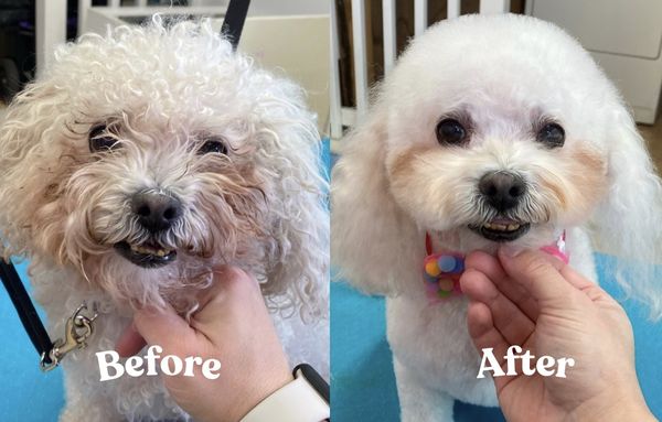 Chloe the maltipoo’s transformation! - Chloe the maltipoo came to see us at at Pet Haven for a full groom! Groomer Cat took Chloe from scruffy to gorgeous using an adept hand and the best all-natural products. Chloe the maltipoo’s transformation! - Chloe the maltipoo came to see us at at Pet Haven for a full groom! Groomer Cat took Chloe from scruffy to gorgeous using an adept hand and the best all-natural products.