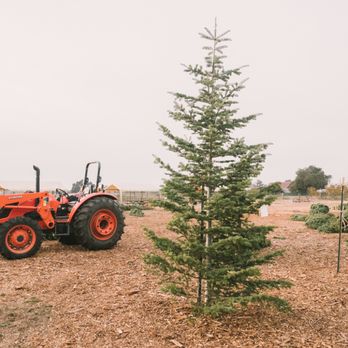 Territo's Christmas Trees - Christmas Trees Near Me - San Jose, California Territo's Christmas Trees - Christmas Trees Near Me - San Jose, California