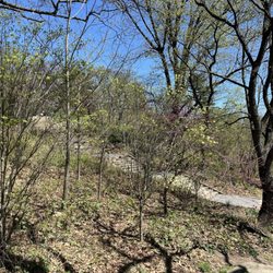 Ridgewood Reservoir - The infamous stairs to get to the upper area of Highland Park.