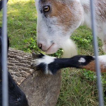 Haute Goat - Farms Near Me - Port Hope, Ontario