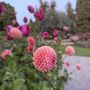 Rhododendron Garden
