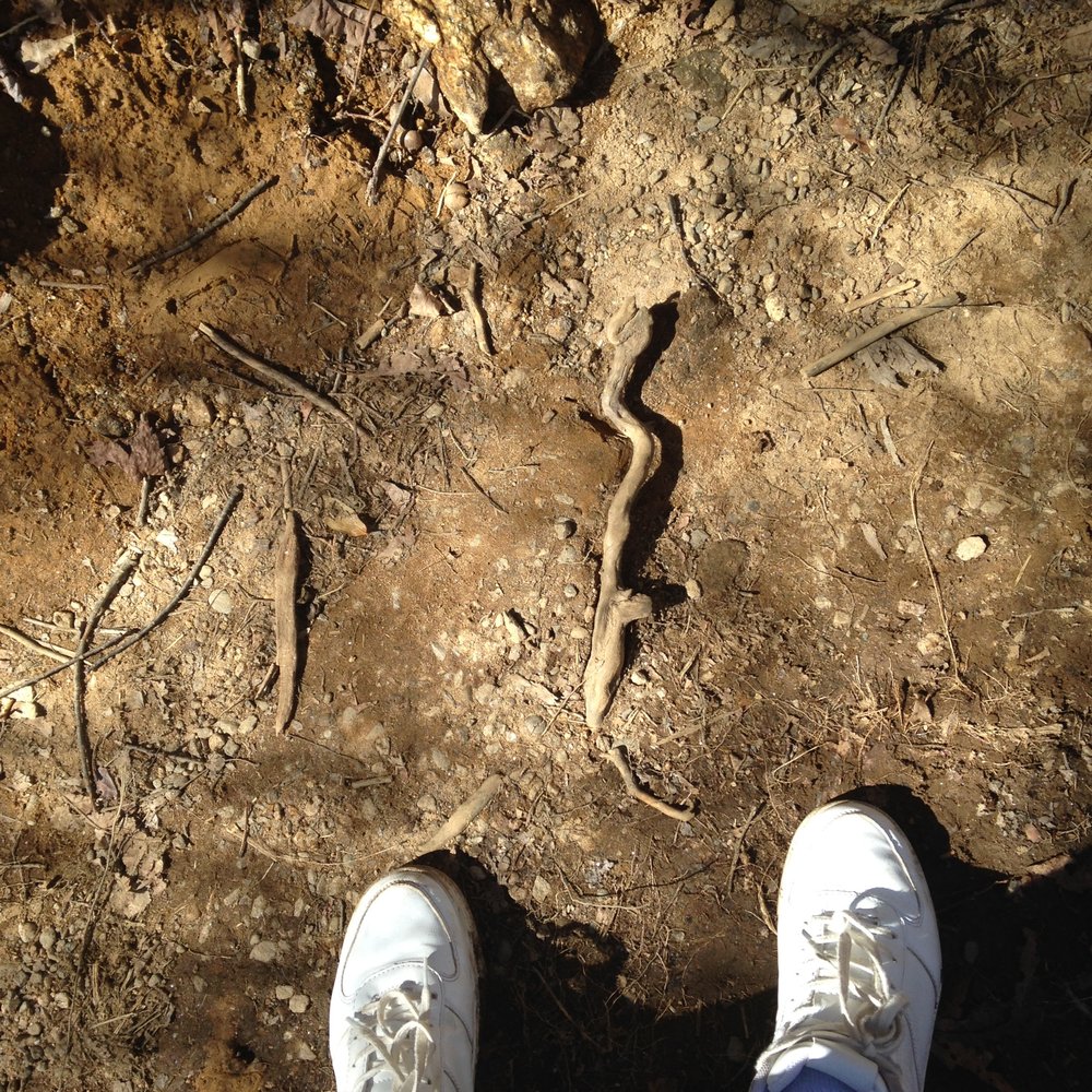 Graveyard Fields - Root snake. By Soph. - Hiking Near Me - Canton, North Carolina Graveyard Fields - Root snake. By Soph. - Hiking Near Me - Canton, North Carolina