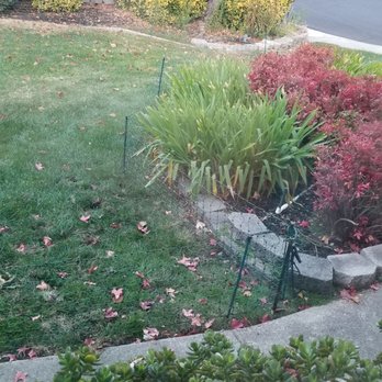 Mr. Raccoon - netting continues around grass - Wildlife Control Near Me Mr. Raccoon - netting continues around grass - Wildlife Control Near Me