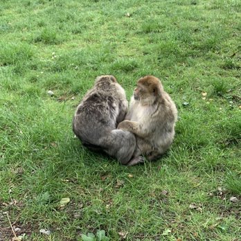 Monkey Forest Trentham - Zoos Near Me - Staffordshire, STS