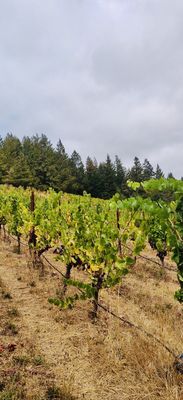Porter-Bass Winery by null