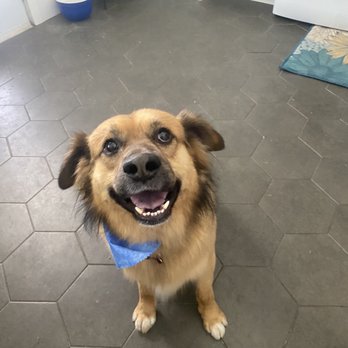 Sunshine Pet Grooming - Pet Groomers Near Me - Mesa, Arizona