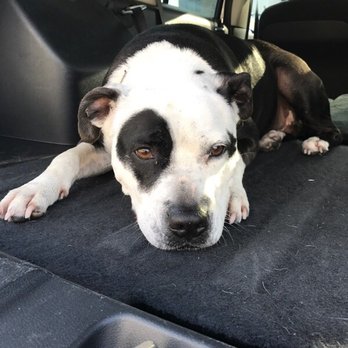 Premier Pet Relocation - QuiQui on the road!! Update pics from Vanessa!! - Pet Transportation Near Me Premier Pet Relocation - QuiQui on the road!! Update pics from Vanessa!! - Pet Transportation Near Me