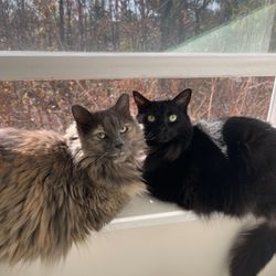 Connecticut Cat Connection - Formerly known as Daphne and Patty from CCC