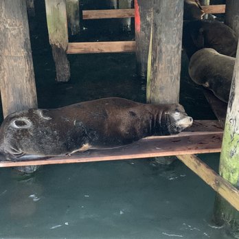 Buoy Beer - Another sea lion picture - Brewpubs Near Me - Astoria, Oregon