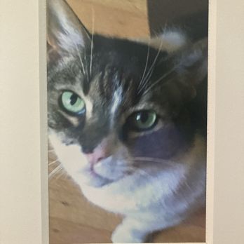 A Gentle Rest - Pet Services Near Me A Gentle Rest - Pet Services Near Me