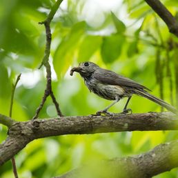 Titmouse