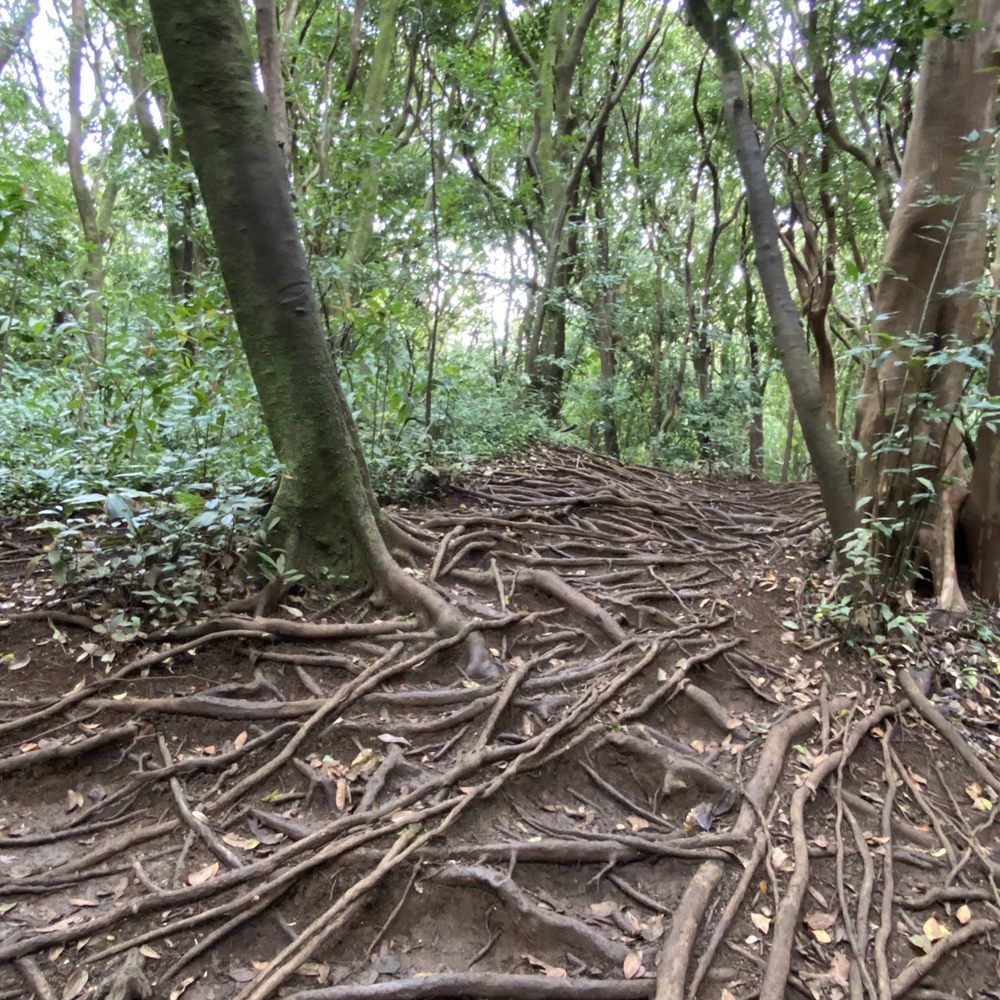 Lulumahu Falls - Hiking Near Me - Honolulu, Hawaii Lulumahu Falls - Hiking Near Me - Honolulu, Hawaii