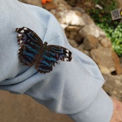 Magical Awakenings with Dan Liss - Butterfly stopping to visit me