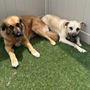 Photo of Dog Talk