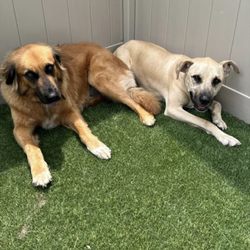 Dog Talk - Jed and Aspen taking in an afternoon reset after water play at Dog Talk Daycare.