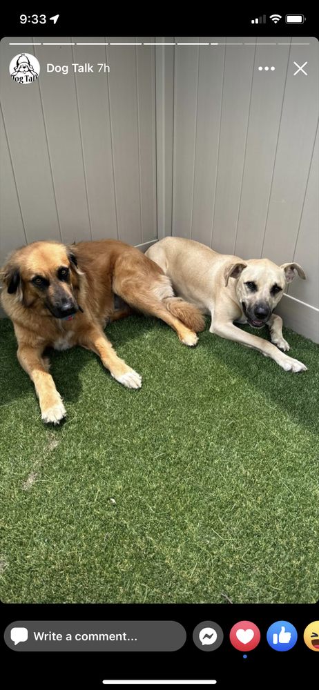 Dog Talk - pet boarding facility in Blue Bell, PA