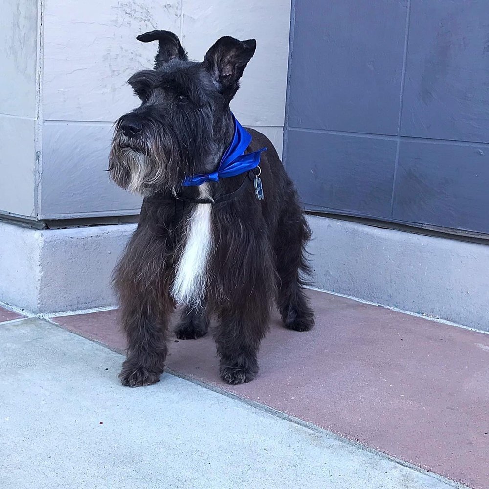 PetSmart - A better standard Miniature Schnauzer cut on another day by a different groomer. (03/14/2019) - Pet Groomers Near Me - San Diego, California PetSmart - A better standard Miniature Schnauzer cut on another day by a different groomer. (03/14/2019) - Pet Groomers Near Me - San Diego, California