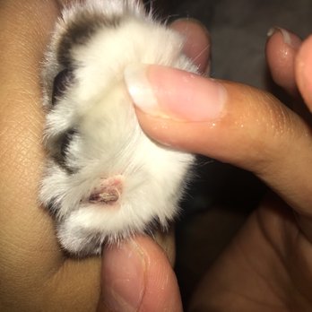 Paw Palace - Don't let Sam hurt your pets! - Pet Groomers Near Me - Henderson, Nevada