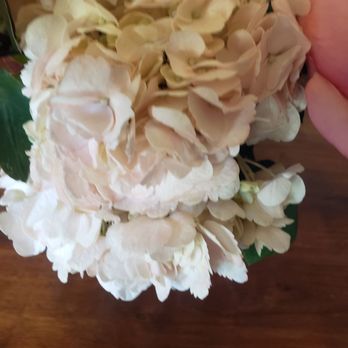 Camelback Flowershop - Florists Near Me - Phoenix, Arizona Camelback Flowershop - Florists Near Me - Phoenix, Arizona