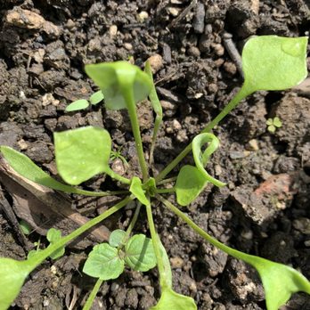 Dean's Residential  - Pesticide damaged plants - Landscaping Near Me - Portland, Oregon