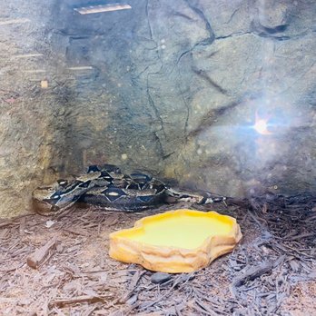 SeaQuest - Stonecrest - Snake - Petting Zoos Near Me - Stonecrest, Georgia