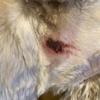 Pet Central - This is what one of the scrapes look like after a couple of days. I can't believe they didn't even mention it to me when I picked him up. - Pet Groomers Near Me - Kent, Washington Pet Central - This is what one of the scrapes look like after a couple of days. I can't believe they didn't even mention it to me when I picked him up. - Pet Groomers Near Me - Kent, Washington