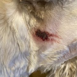 Pet Central - This is what one of the scrapes look like after a couple of days. I can't believe they didn't even mention it to me when I picked him up.