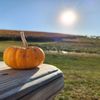 Ditmars Orchard & Vineyard gift card
