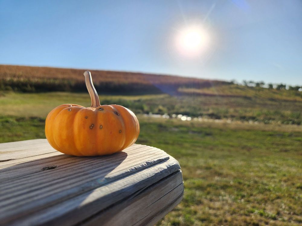 DITMARS ORCHARD & VINEYARD Updated September 2024 60 Photos & 28