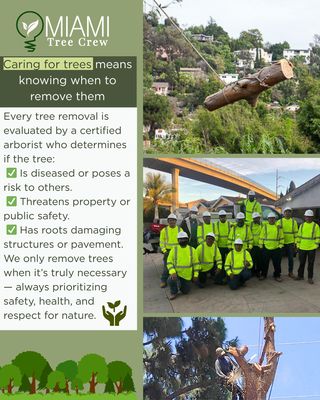 Miami Tree Services - Call us today for a free estimate. We pride ourselves on great quality work! Miami Tree Services - Call us today for a free estimate. We pride ourselves on great quality work!