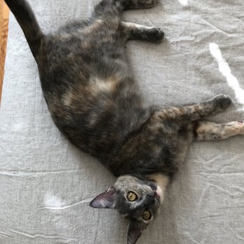 Cat Castle NYC - Pet Adoption Near Me - New York, New York