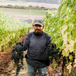 Gold Hill Winery