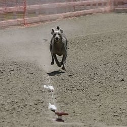 Luratics Canine All-Breed Lure Coursing Club - Odin running in the lure course.