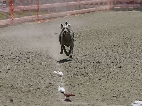 Luratics Canine All-Breed Lure Coursing Club Logo