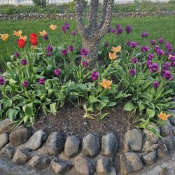Hartman Rock Garden