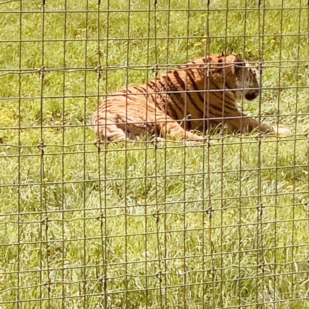 Shalom Wildlife Sanctuary - Tiger - Parks Near Me - West Bend, Wisconsin