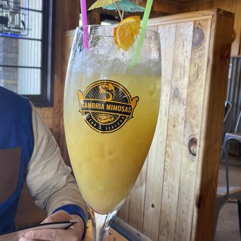 Cambria Mimosas - Giant mimosa - American Near Me - Cambria, California